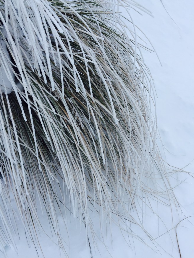 Frozen grass - too much time!